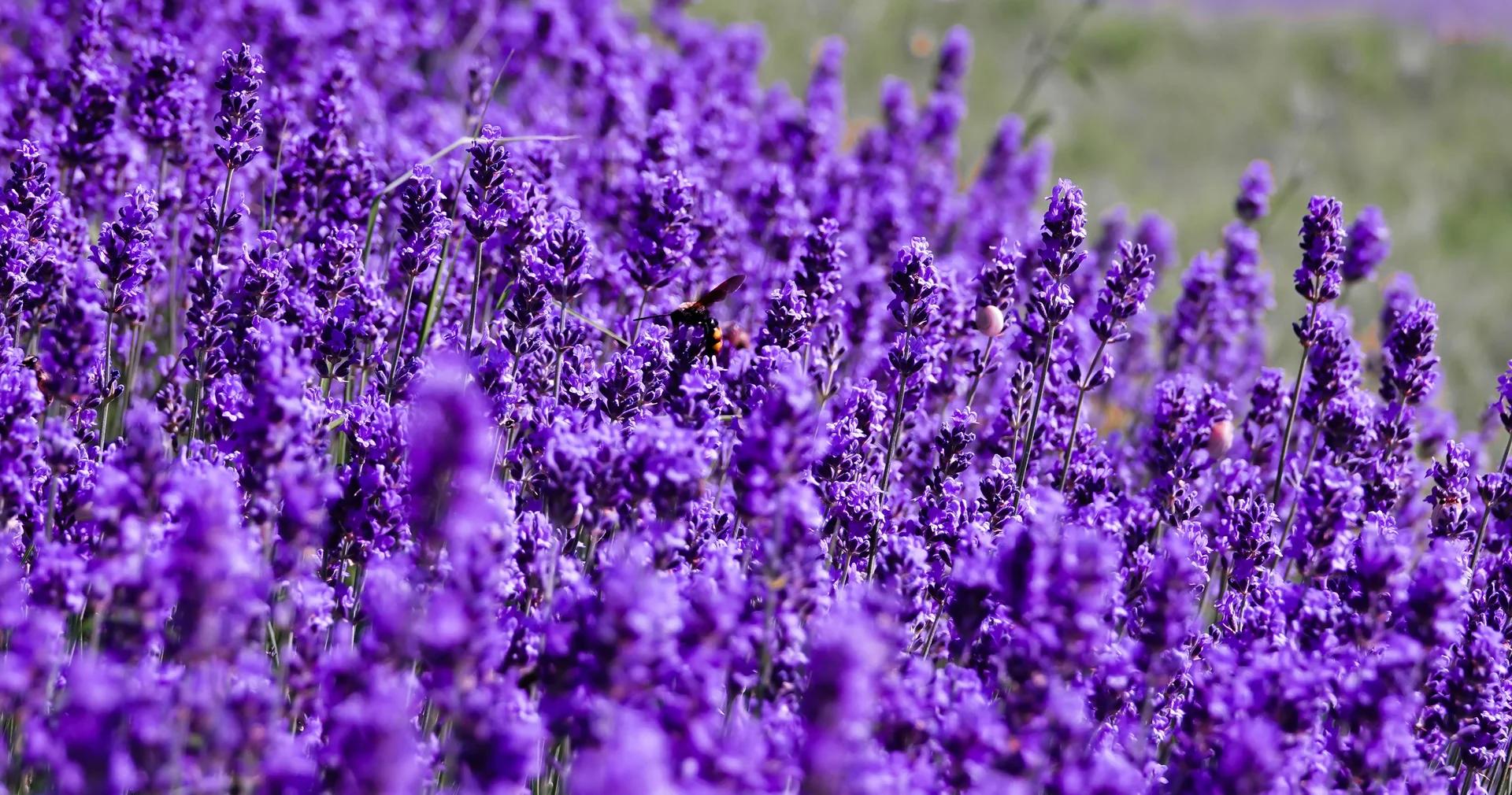 Día de la Lavanda